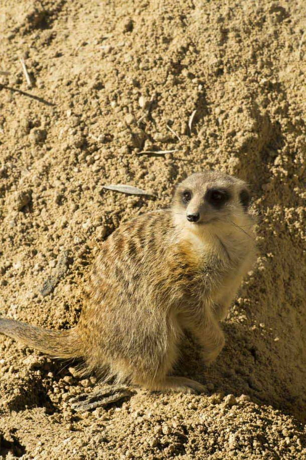 Wings Wildlife Park in Tasmania - Meet the Wing Family