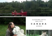 Would You Spend The Night In A Wolf Park? wolf park