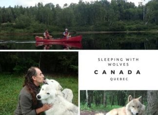 Would You Spend The Night In A Wolf Park? wolf park