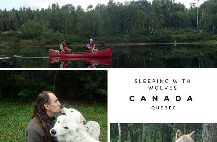 Would You Spend The Night In A Wolf Park? wolf park