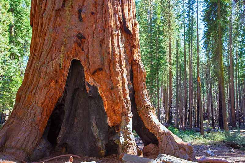 yosemite to san francisco base of a giant sequoia